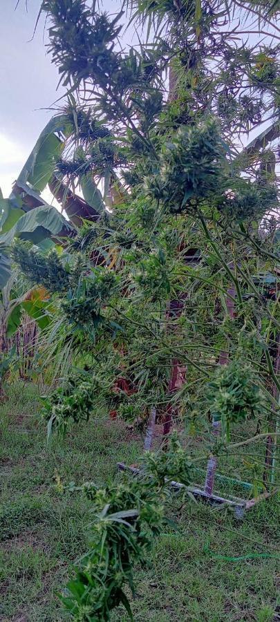 Samoeng Fishing Park Home Stay المظهر الخارجي الصورة
